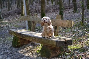 american-cocker-spaniel-755781__340