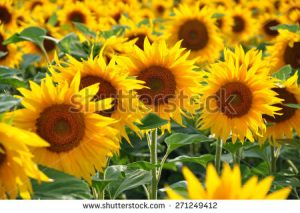 stock-photo-sunflower-field-271249412